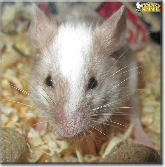 Annie Peanut the Fancy Mouse, the Pet of the Day Annie Peanut the Fancy Mouse, the Pet of the Day