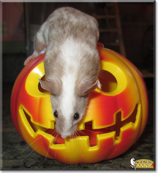 Annie Peanut the Fancy Mouse , the Pet of the Day