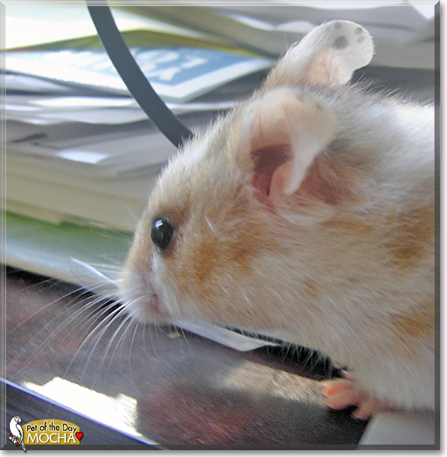 Mocha the Teddybear/Syrian mix Hamster, the Pet of the Day