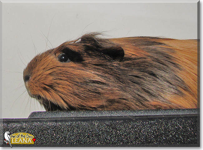 Leana the Peruvian Guinea Pig, the Pet of the Day Leana the Peruvian Guinea Pig, the Pet of the Day
