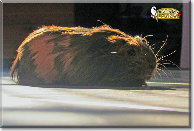 Leana the Peruvian Guinea Pig, the Pet of the Day
