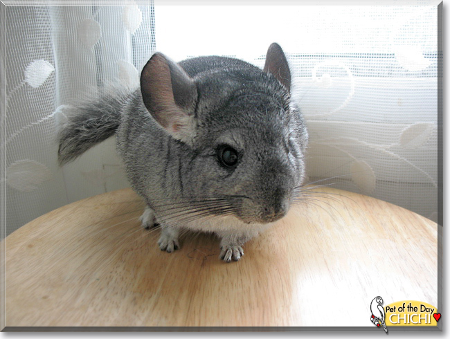 ChiChi the Chinchilla, the Pet of the Day ChiChi the Chinchilla, the Pet of the Day