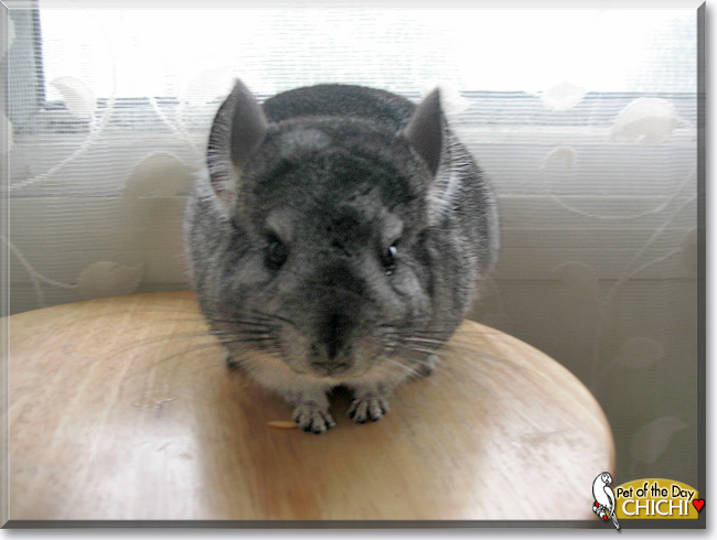 ChiChi the Chinchilla, the Pet of the Day