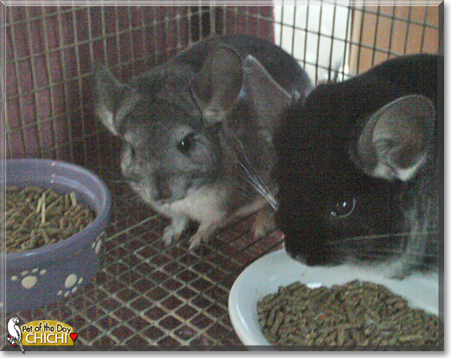 ChiChi the Chinchilla, the Pet of the Day