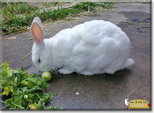 Harriet the Rabbit, the Pet of the Day Harriet the Rabbit, the Pet of the Day