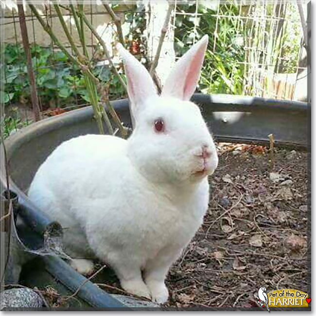 Harriet the Rabbit, the Pet of the Day