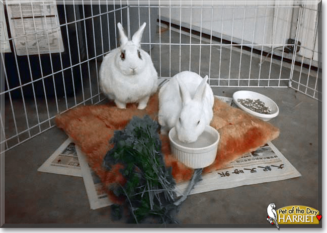 Harriet the Rabbit, the Pet of the Day