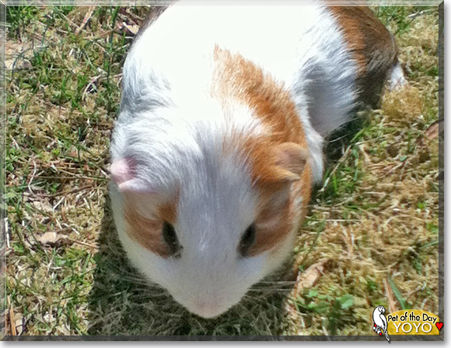 Yoyo the Guinea Pig, the Pet of the Day Yoyo the Guinea Pig, the Pet of the Day