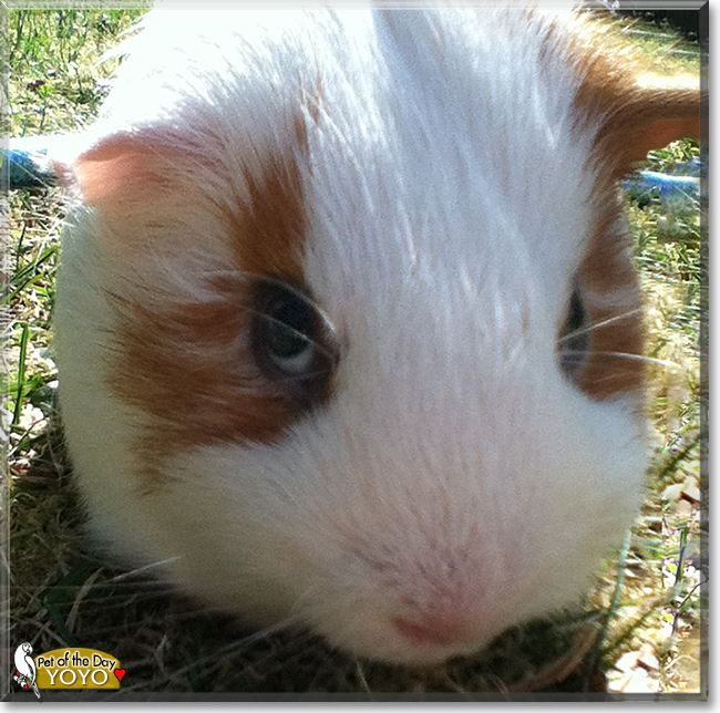 Yoyo the Guinea Pig, the Pet of the Day