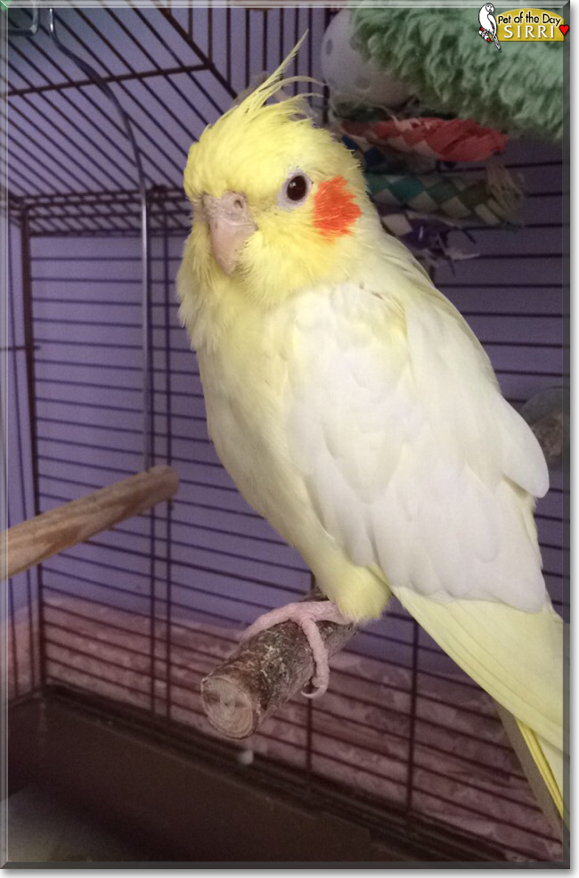 Sirri the Cockatiel, the Pet of the Day Sirri the Cockatiel, the Pet of the Day