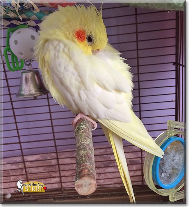 Sirri the Cockatiel, the Pet of the Day