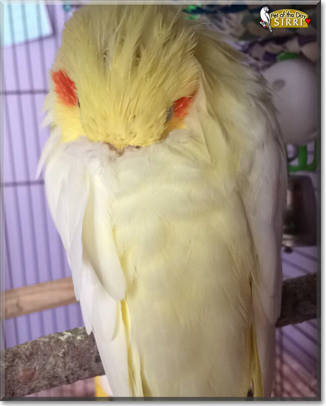 Sirri the Cockatiel, the Pet of the Day