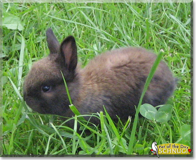 Schnugi the Dwarf Rabbit, the Pet of the Day Schnugi the Dwarf Rabbit, the Pet of the Day