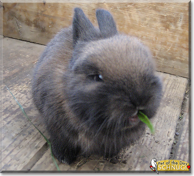 Schnugi the Dwarf Rabbit, the Pet of the Day