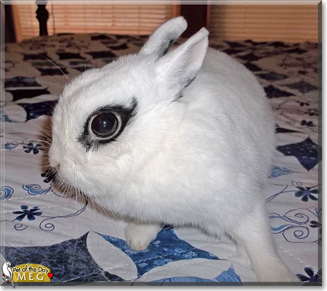 Meg the Netherland Dwarf Rabbit, the Pet of the Day Meg the Netherland Dwarf Rabbit, the Pet of the Day