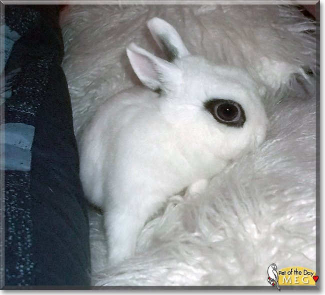 Meg the Netherland Dwarf Rabbit, the Pet of the Day
