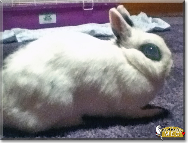 Meg the Netherland Dwarf Rabbit, the Pet of the Day