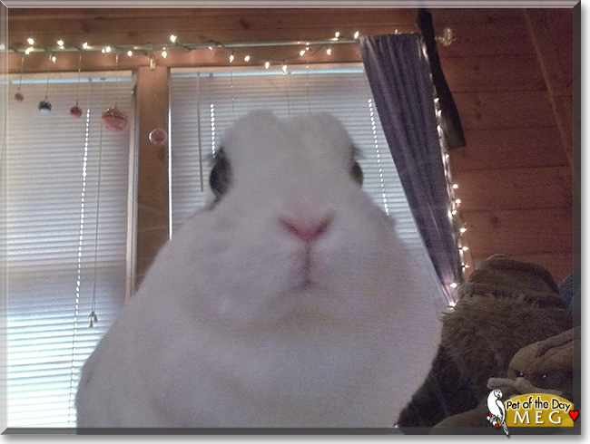 Meg the Netherland Dwarf Rabbit, the Pet of the Day