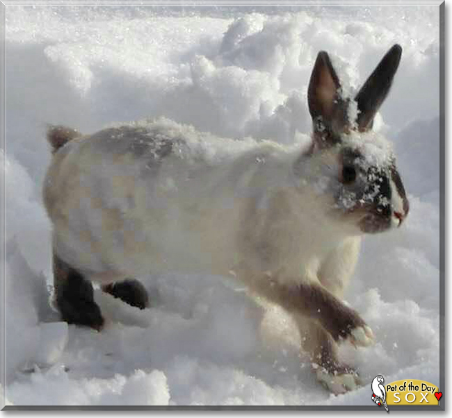 Sox the Rabbit, the Pet of the Day Sox the Rabbit, the Pet of the Day