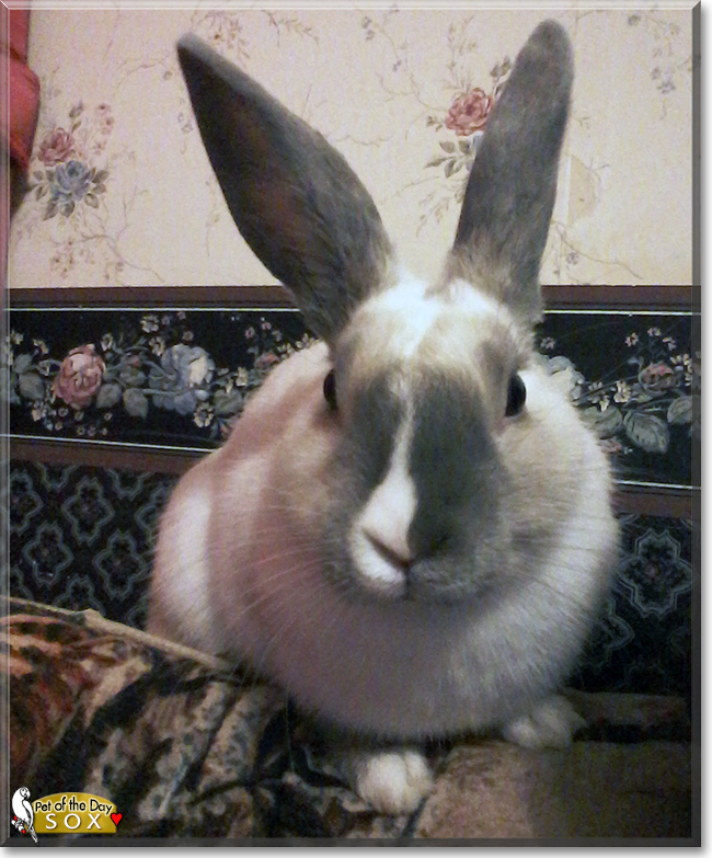 Sox the Rabbit, the Pet of the Day