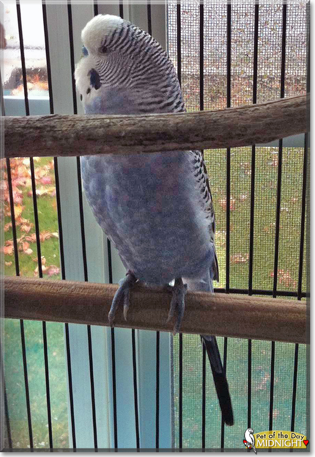 Midnight the Parakeet, the Pet of the Day Midnight the Parakeet, the Pet of the Day