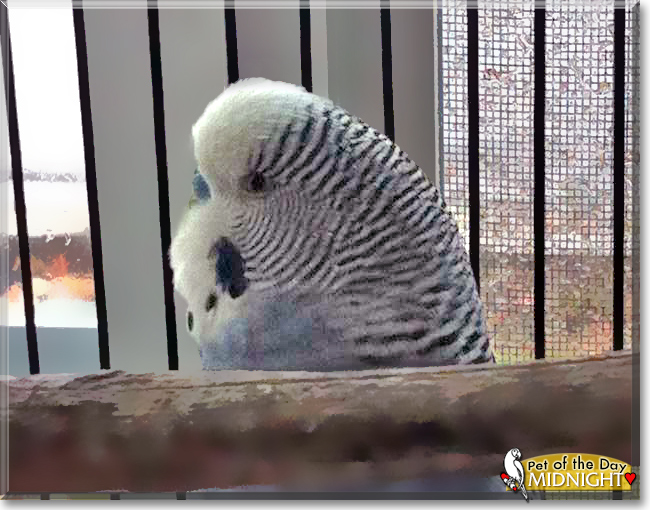 Midnight the Parakeet, the Pet of the Day