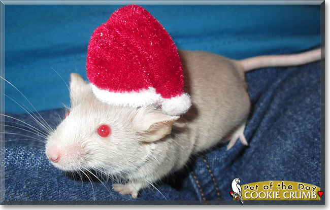 Cookie Crumb the Fancy Mouse, the Pet of the Day Cookie Crumb the Fancy Mouse, the Pet of the Day