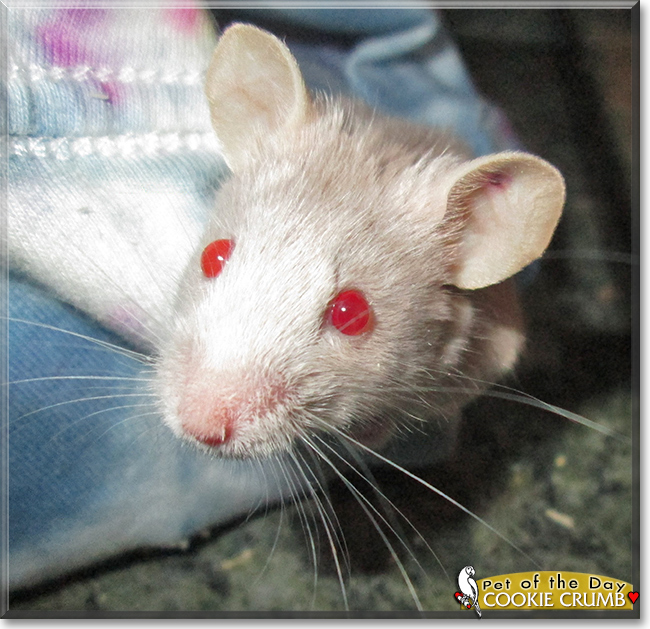 Cookie Crumb the Fancy Mouse, the Pet of the Day