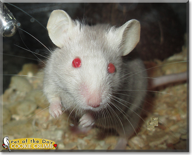 Cookie Crumb the Fancy Mouse, the Pet of the Day