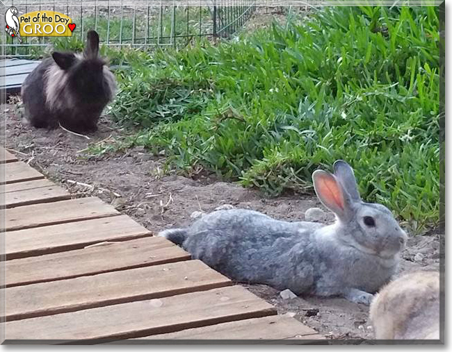 Groo the Lionhead mix Rabbit, the Pet of the Day