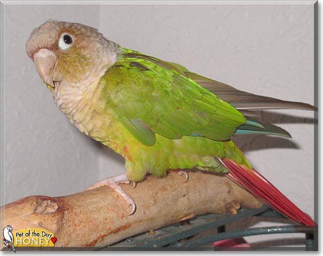 Honey the Green Cheek Conure, the Pet of the Day Honey the Green Cheek Conure, the Pet of the Day