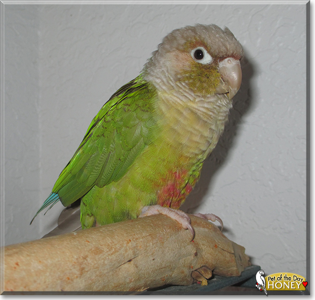 Honey the Green Cheek Conure, the Pet of the Day