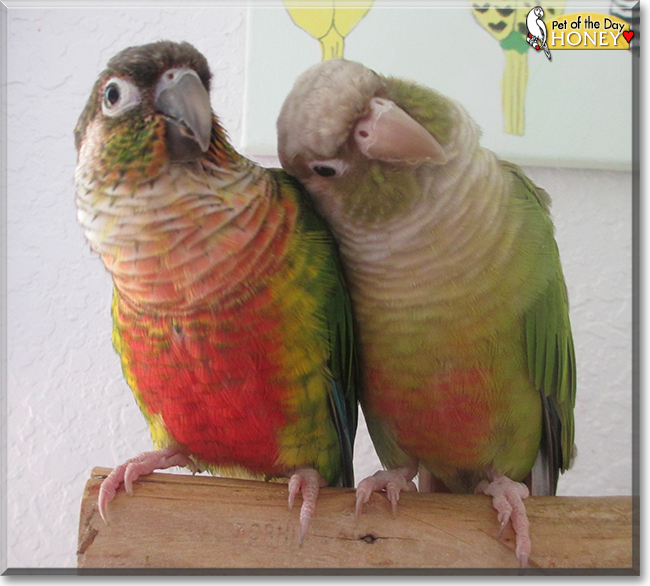 Honey the Green Cheek Conure, the Pet of the Day
