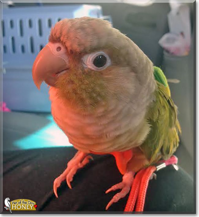 Honey the Green Cheek Conure, the Pet of the Day