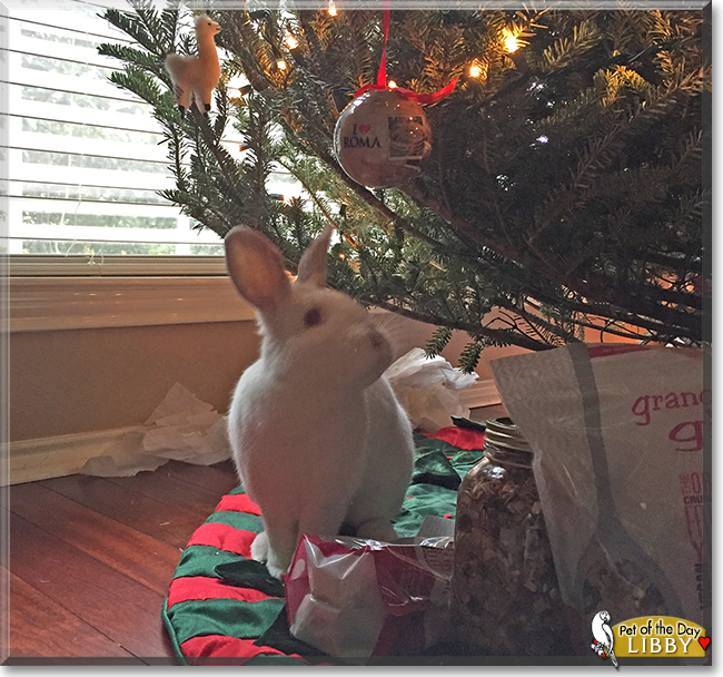 Libby Lou the California/New Zealand mix Rabbit, the Pet of the Day