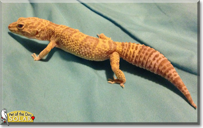Solar the Leopard Gecko, the Pet of the Day Solar the Leopard Gecko, the Pet of the Day