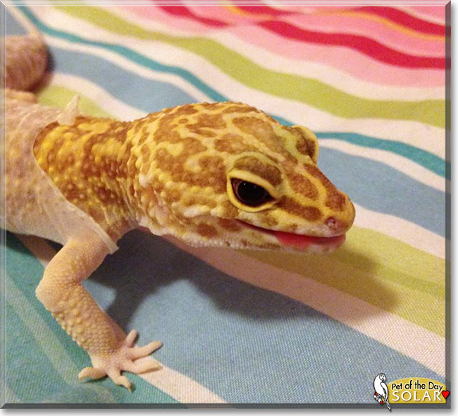 Solar the Leopard Gecko, the Pet of the Day