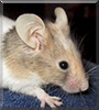 Moss the Fancy Mouse