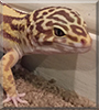 Sullivan the Giant Leopard Gecko
