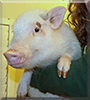 Penelope the Pot-bellied Pig