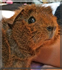 Yasha the Guinea Pig