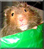 Clyde the Syrian Hamster