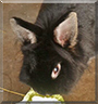 Susanna the Lionhead Mix Rabbit