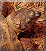 Norman the Russian Tortoise