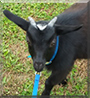 Andrious the Pygmy Goat