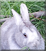Ally the Rabbit