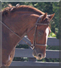 Matteo the Belgian Warmblood