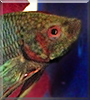 Rainbow the Veiltail Betta Fish