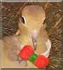 Duke the Mourning Dove