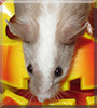 Annie Peanut the Fancy Mouse